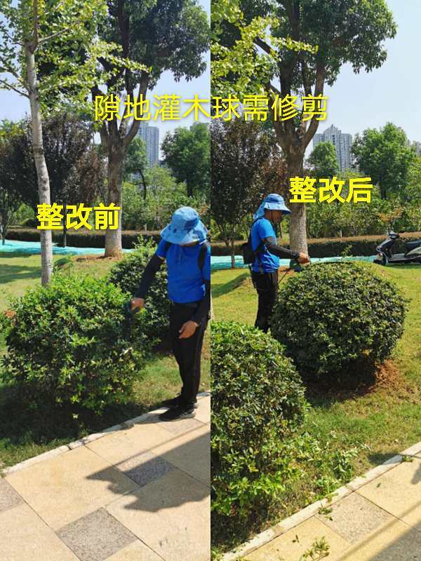 助力文明城市創(chuàng)建，園林綠化不停步——城市綠化管理新篇章